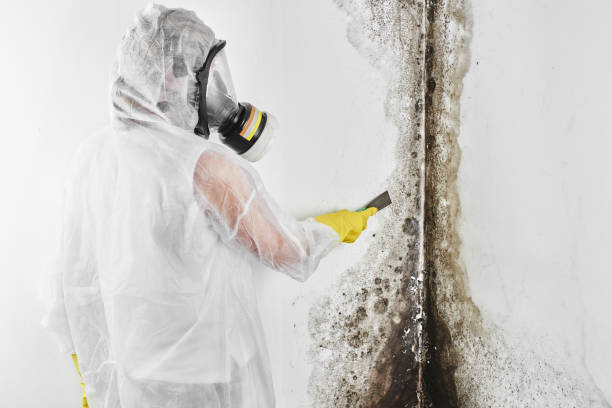 Best Industrial Mold Remediation in Tahoka, TX