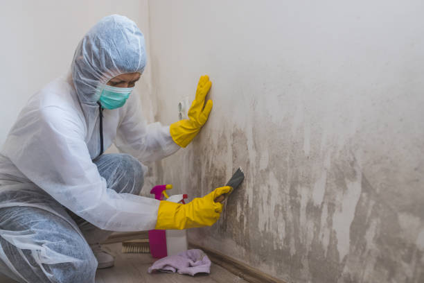 Best Residential Mold Remediation in Tahoka, TX