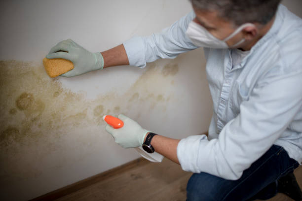 Professional Mold Remediation in Tahoka, TX