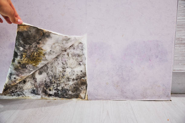 Best Health and Safety Mold Remediation in Tahoka, TX